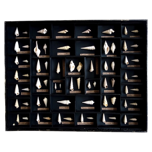 Exotic shells collection in a display box - cabinet of curiosities