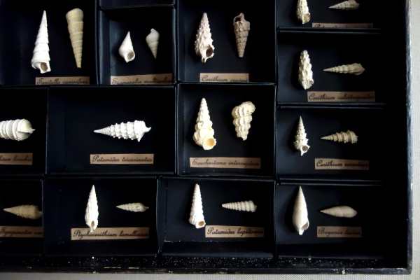 Exotic shells collection in a display box - cabinet of curiosities