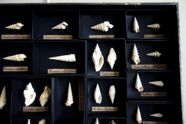 Exotic shells collection in a display box - cabinet of curiosities