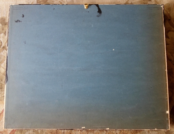 Exotic shells collection in a display box - cabinet of curiosities