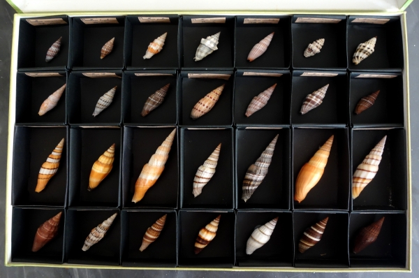 Cabinet de curiosités - collection de coquillages en coffret vitré