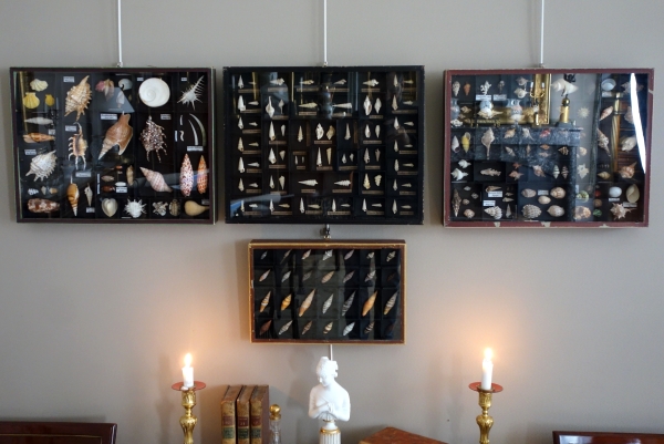 Cabinet de curiosités - collection de coquillages en coffret vitré