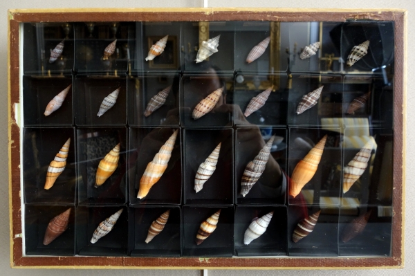 Cabinet de curiosités - collection de coquillages en coffret vitré