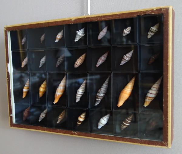 Cabinet de curiosités - collection de coquillages en coffret vitré