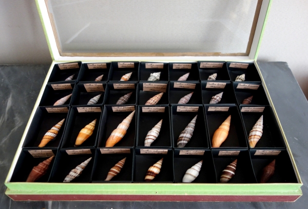 Cabinet de curiosités - collection de coquillages en coffret vitré