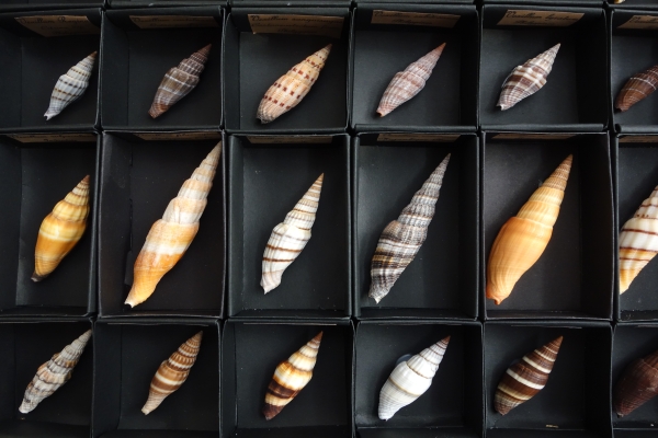 Cabinet de curiosités - collection de coquillages en coffret vitré