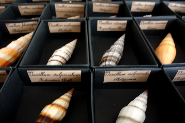 Cabinet de curiosités - collection de coquillages en coffret vitré