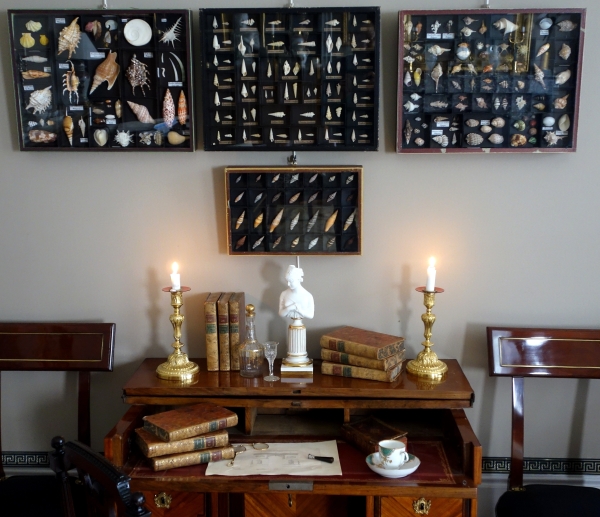 Cabinet de curiosités - collection de coquillages en coffret vitré