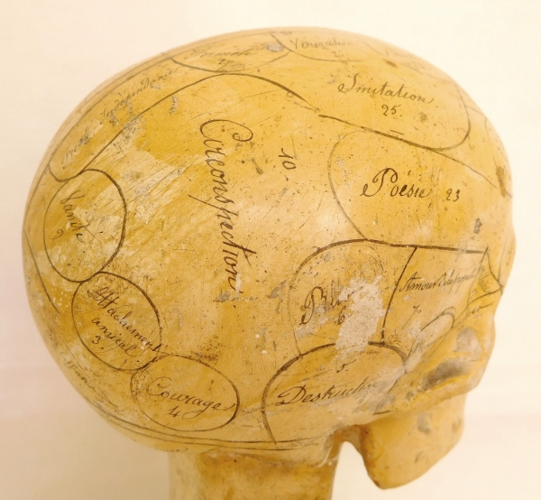 Crâne indiquant les zones des qualités & sentiments, objet de cabinet de curiosité - XIXe siecle