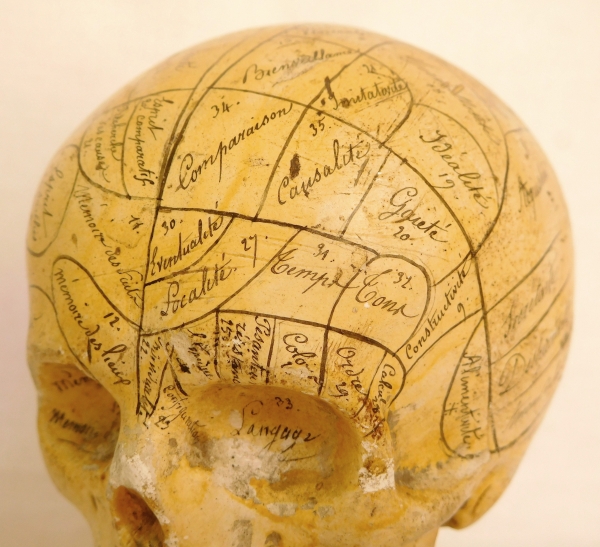 Crâne indiquant les zones des qualités & sentiments, objet de cabinet de curiosité - XIXe siecle