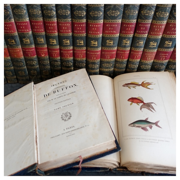 Buffon's Natural History, 26 volumes and colorized plates - fine leather binding - 1829