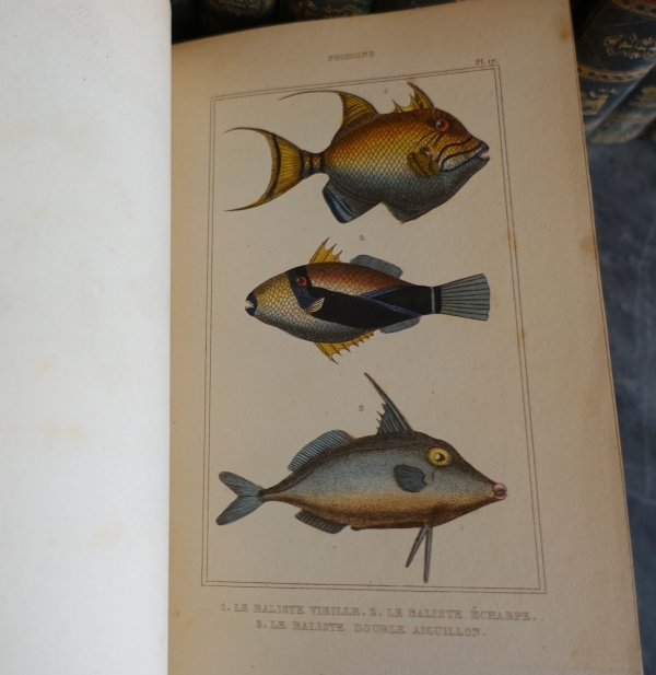 Buffon's Natural History, 26 volumes and colorized plates - fine leather binding - 1829