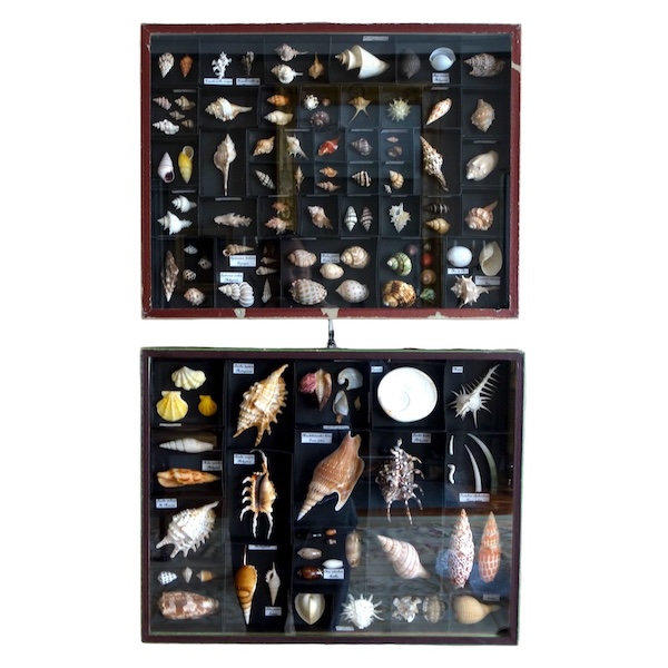 Exotic shells collection in a display box - cabinet of curiosities