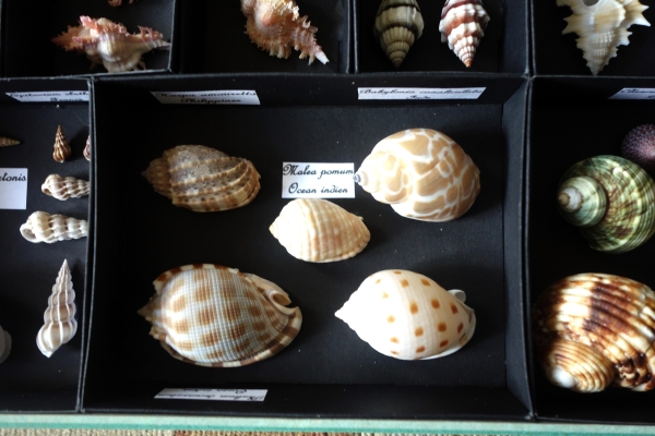 Exotic shells collection in a display box - cabinet of curiosities