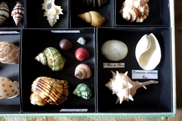 Exotic shells collection in a display box - cabinet of curiosities