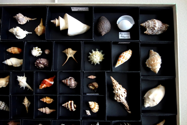 Exotic shells collection in a display box - cabinet of curiosities