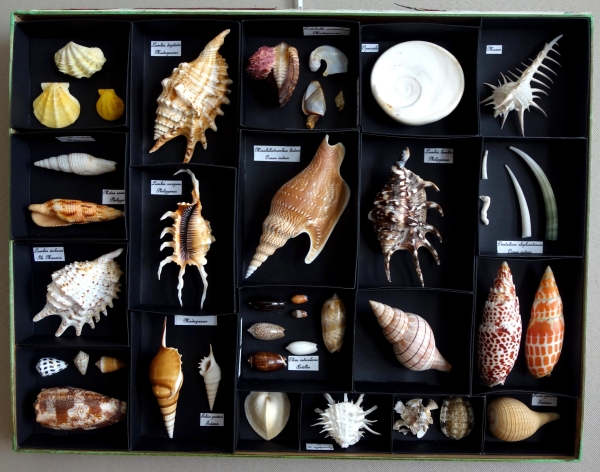 Exotic shells collection in a display box - cabinet of curiosities