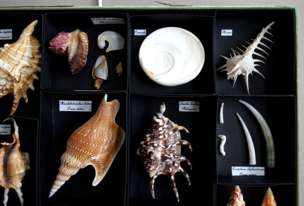 Exotic shells collection in a display box - cabinet of curiosities