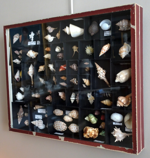 Exotic shells collection in a display box - cabinet of curiosities