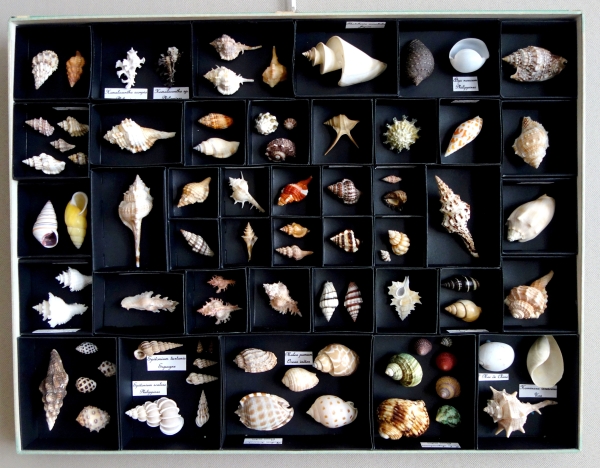 Exotic shells collection in a display box - cabinet of curiosities