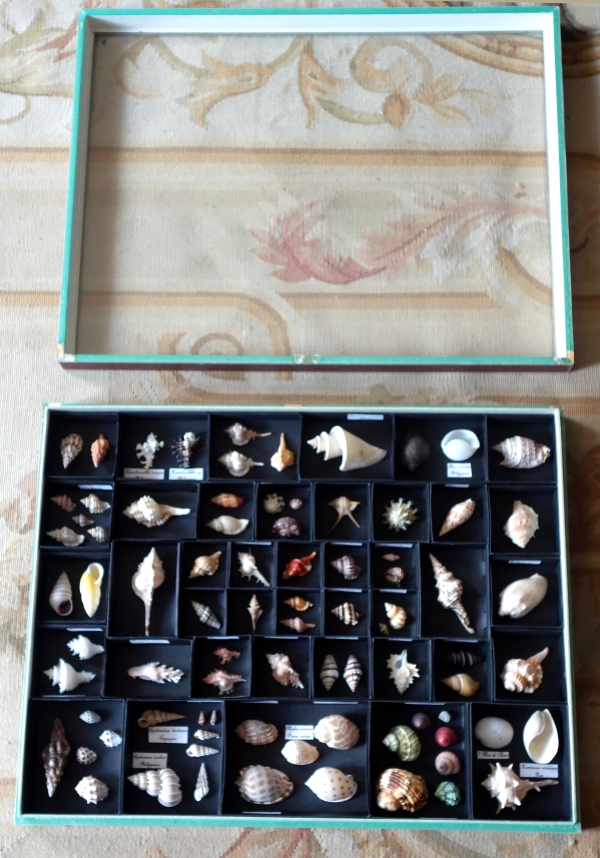 Exotic shells collection in a display box - cabinet of curiosities