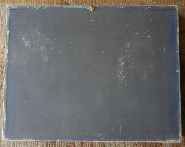 Exotic shells collection in a display box - cabinet of curiosities