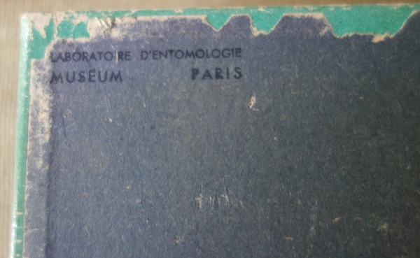 Exotic shells collection in a display box - cabinet of curiosities