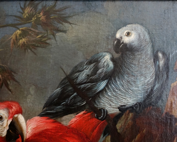 17th century Dutch school, parrot & budgerigar, oil on Canvas attributed to Mathias Withoos - 109cm x 93.5cm