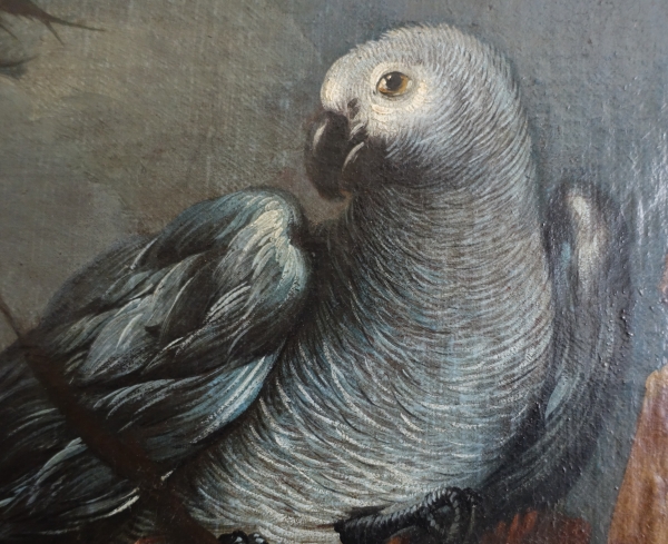 17th century Dutch school, parrot & budgerigar, oil on Canvas attributed to Mathias Withoos - 109cm x 93.5cm