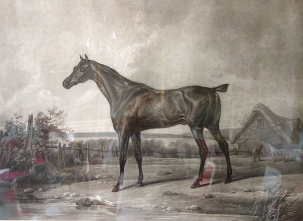 Large thoroughbred engraving after Carle Vernet, 19th century - 92cm x 77cm