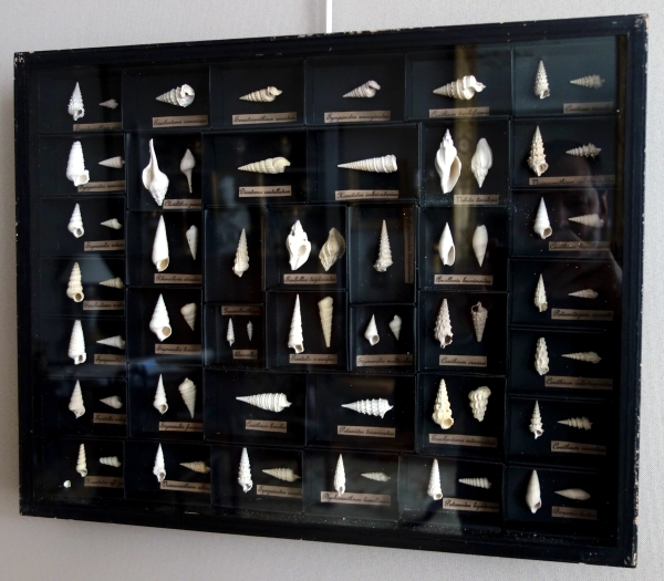 Détail — Cabinet de curiosité - collection de coquillages fossiles en coffret vitré